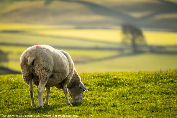 Grazing sheep. Picture Board by Bill Allsopp