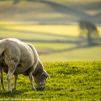 Buy canvas prints of Grazing sheep. by Bill Allsopp