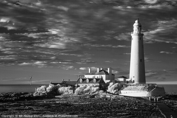 St. Mary's Lighthouse. Picture Board by Bill Allsopp