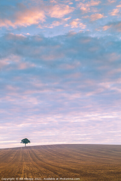 Lone tree at sunrise. Picture Board by Bill Allsopp