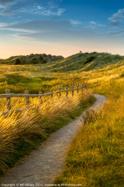 Path through Talacre dunes. Picture Board by Bill Allsopp