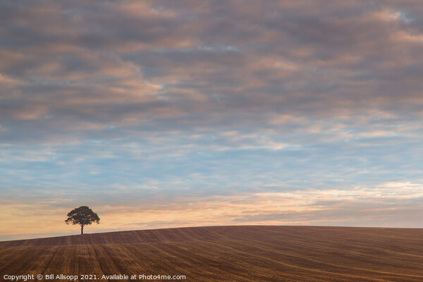 A Lone tree at sunrise. Picture Board by Bill Allsopp