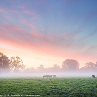 Buy canvas prints of Sheep at dawn. by Bill Allsopp