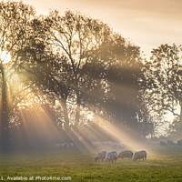 Buy canvas prints of A new day's rays  by Bill Allsopp