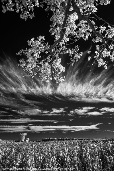 Field, tree and sky. Picture Board by Bill Allsopp