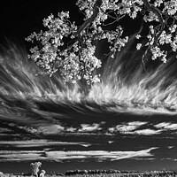 Buy canvas prints of Field, tree and sky. by Bill Allsopp