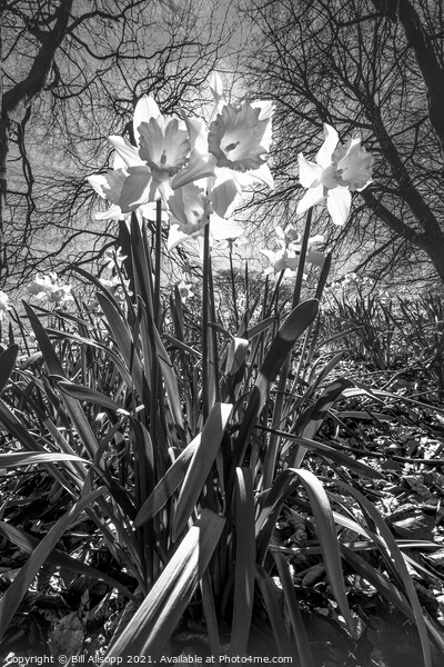 Daffodils. Picture Board by Bill Allsopp