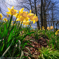 Buy canvas prints of A close up of a flower garden by Bill Allsopp