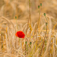 Buy canvas prints of Weeds in the barley. by Bill Allsopp