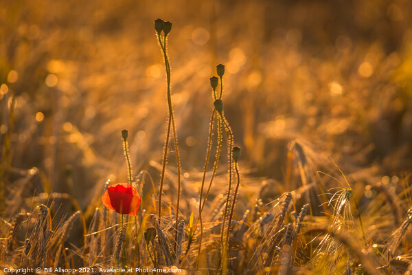 Barley sunset. Picture Board by Bill Allsopp