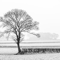 Buy canvas prints of Five hedges and a tree. by Bill Allsopp