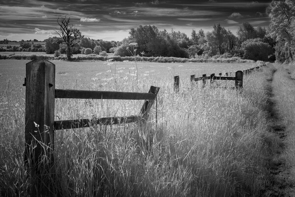 The old fence. Picture Board by Bill Allsopp
