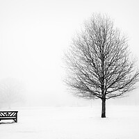 Buy canvas prints of Bench and tree. by Bill Allsopp