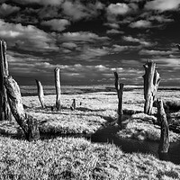 Buy canvas prints of Stumps on the marshes. by Bill Allsopp