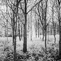 Buy canvas prints of The Wood and the Trees. by Bill Allsopp