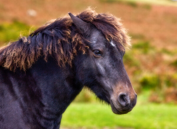 Dartmoor pony  Picture Board by Bill Allsopp