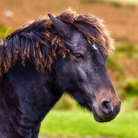 Buy canvas prints of Dartmoor pony  by Bill Allsopp