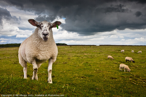 Sheep portrait Picture Board by Bill Allsopp
