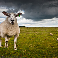 Buy canvas prints of Sheep portrait by Bill Allsopp
