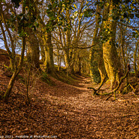 Buy canvas prints of The hollow way by Bill Allsopp
