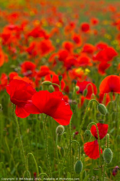 Field Poppies Picture Board by Bill Allsopp