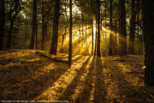 Sunlit woods. Picture Board by Bill Allsopp