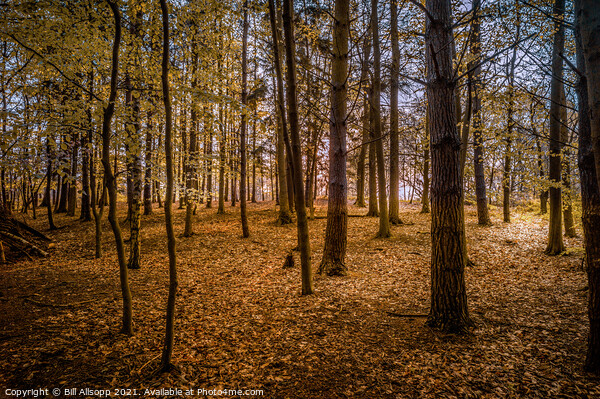 Golden woods. Picture Board by Bill Allsopp