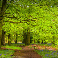 Buy canvas prints of The Outwoods. by Bill Allsopp