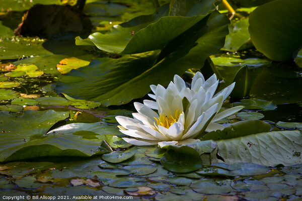 White Water Lily. Picture Board by Bill Allsopp