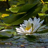 Buy canvas prints of White Water Lily. by Bill Allsopp