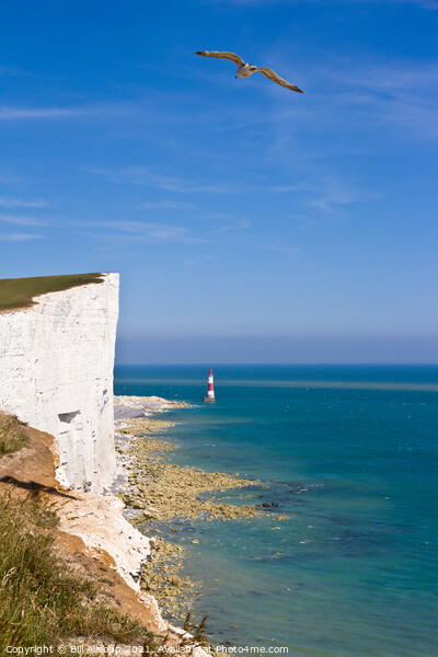 Beachy Head Cliffs and lighthouse Picture Board by Bill Allsopp