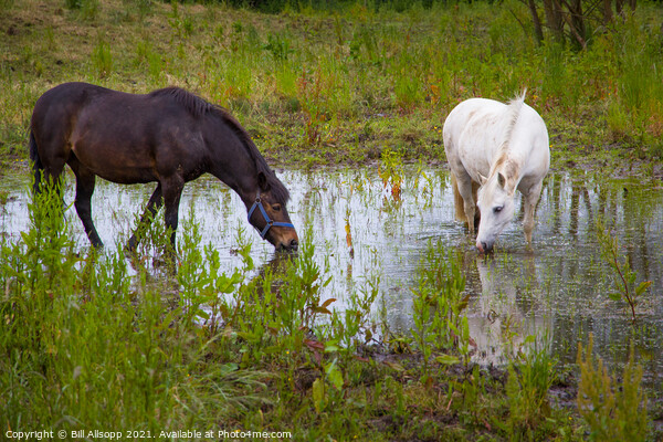 Horses grazing in a flooded field Picture Board by Bill Allsopp