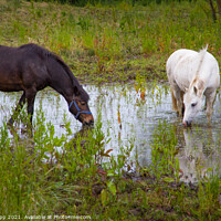 Buy canvas prints of Horses grazing in a flooded field by Bill Allsopp