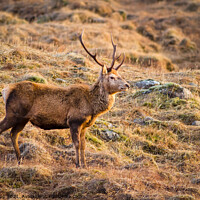 Buy canvas prints of Highland stag. by Bill Allsopp