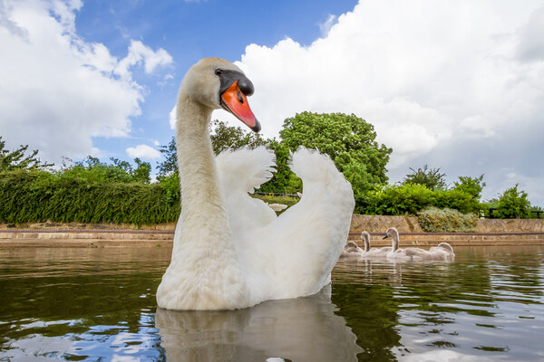 Swan with cygnets Picture Board by Bill Allsopp