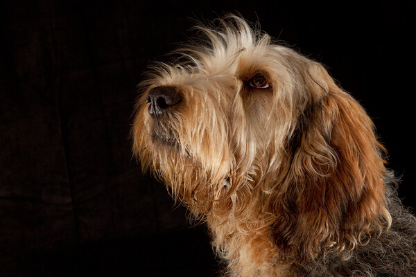 Portrait of an Otterhound Picture Board by Bill Allsopp