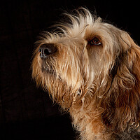 Buy canvas prints of Portrait of an Otterhound by Bill Allsopp