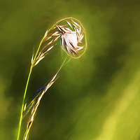 Buy canvas prints of  Grass Web by Tracy Brown-Percival