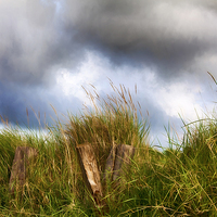 Buy canvas prints of  Grass Beams by Tracy Brown-Percival