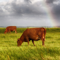 Buy canvas prints of  Rainbow at Elmley by Tracy Brown-Percival