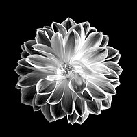 Buy canvas prints of Monochrome Flower  by Lee Milner