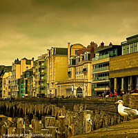 Buy canvas prints of Gull Watching by Elf Evans