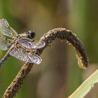 Buy canvas prints of  Dragonfly by Steve Morris