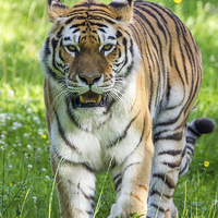 Buy canvas prints of  Amur Tiger by Steve Morris