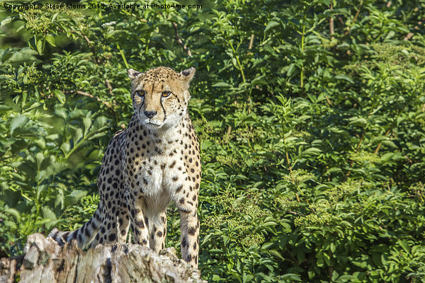  Cheetah Picture Board by Steve Morris