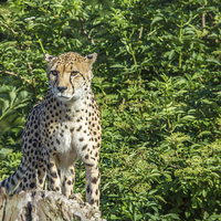 Buy canvas prints of  Cheetah by Steve Morris