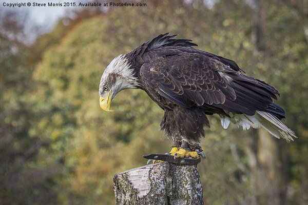 Golden Eagle Picture Board by Steve Morris