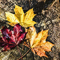 Buy canvas prints of Autumn Leaves by Steve Morris