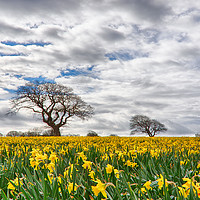 Buy canvas prints of Daffodils by Steve Morris