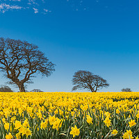 Buy canvas prints of Springtime in Wales by Steve Morris